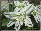 foto Fiori